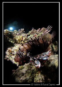 Picture taken during a night dive in Sharm El Sheickh wit... by Raoul Caprez 